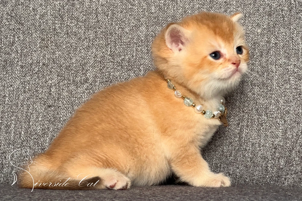 Skót állófülű macska - Chocolate Golden Shaded színnel