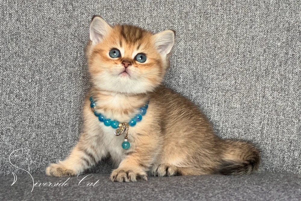 Skót állófülű macska - Black Golden Shaded színnel