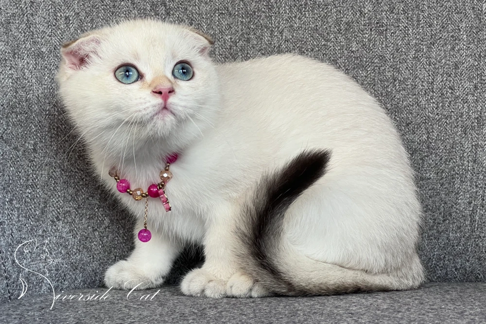 Skót lógófülű macska - Black Golden Tabby Point színnel