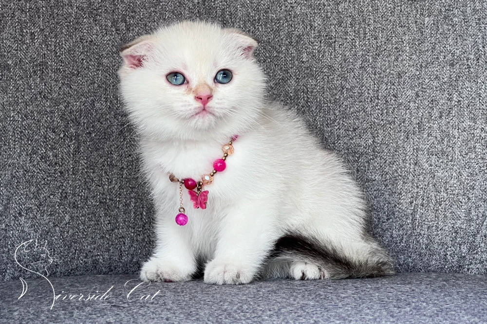 Skót lógófülű macska - Black Golden Tabby Point színnel