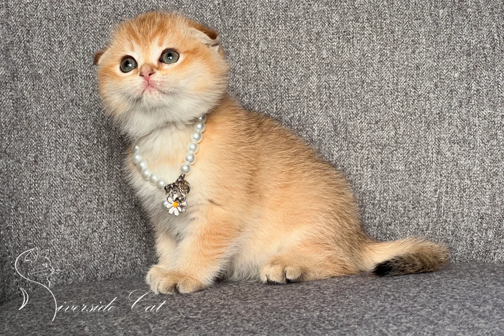 Skót lógófülű macska - Chocolate Golden Shaded színnel