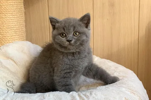 Brit macska - Blue színnel