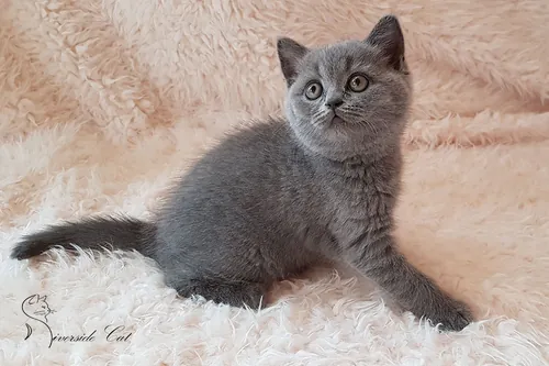 Brit macska - Blue színnel
