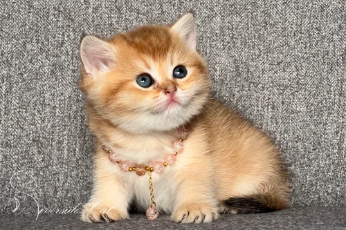 Skót állófülű macska - Black Golden Shaded színnel