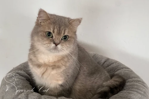 Skót állófülű macska - Blue Golden Mackerel Tabby színnel