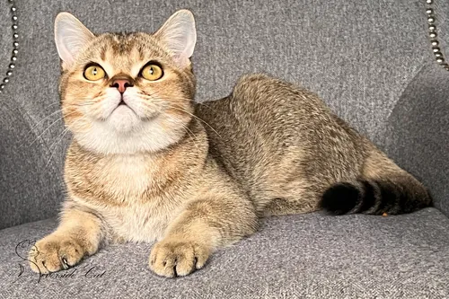 Skót állófülű macska - Black Golden Ticked Tabby színnel