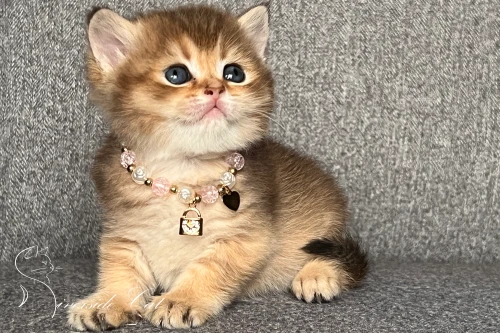 Skót állófülű macska - Chocolate Golden Ticked Tabby színnel