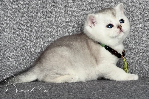 Skót állófülű macska - Black Silver Shaded színnel