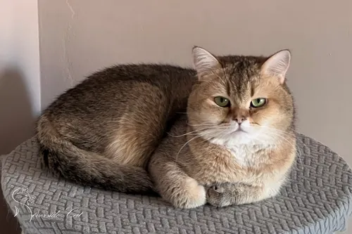 Skót állófülű macska - Black Golden Ticked Tabby színnel