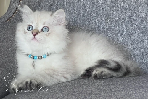 Skót állófülű macska - Black Golden Tabby Point színnel