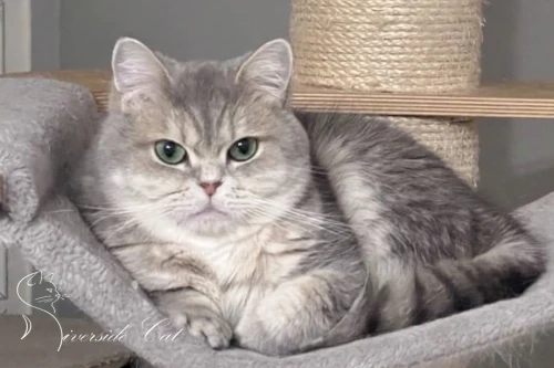 Brit rövidszőrű macska - Blue Golden Mackerel Tabby színnel