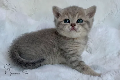 Skót állófülű macska - Blue Golden Mackerel Tabby színnel