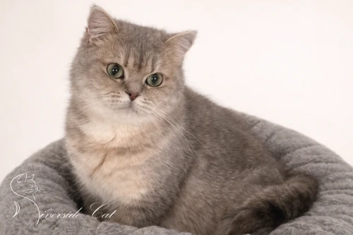 Skót állófülű macska - Blue Golden Mackerel Tabby színnel