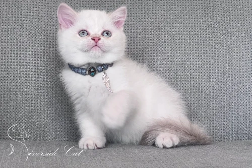 Skót állófülű macska - Lilac Golden Tabby Point színnel