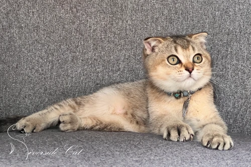 Skót lógófülű macska - Black Golden Ticked Tabby színnel