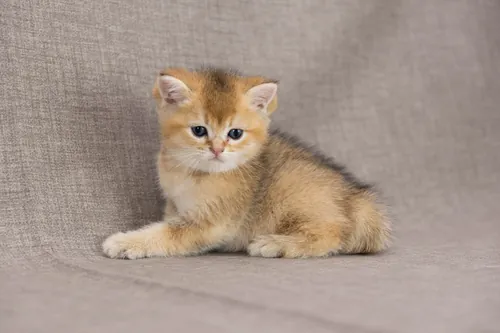 Brit macska - Black Golden Ticked Tabby színnel