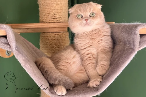 Skót lógófülű macska - Lilac Golden Shaded színnel