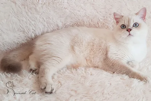 Brit macska - Lilac Golden Shaded Point színnel