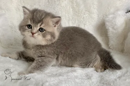 Brit macska - Blue Golden Ticked Tabby színnel