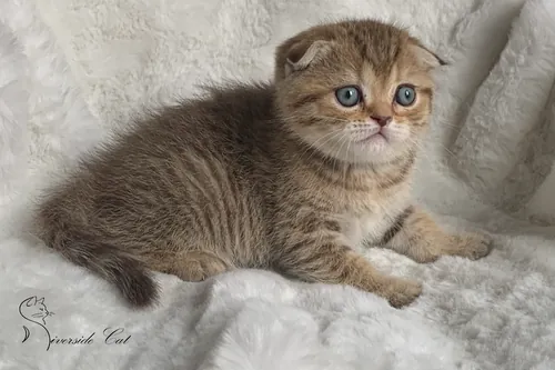 Skót lógófülű macska - Chocolate Golden Mackerel Tabby színnel