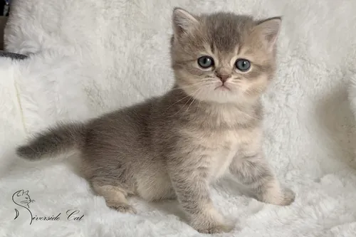 Brit macska - Blue Golden Ticked Tabby színnel