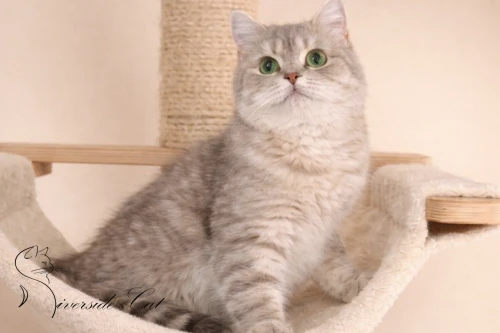 Brit rövidszőrű macska - Blue Golden Mackerel Tabby színnel