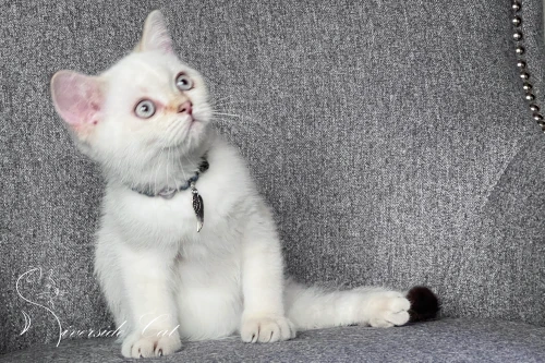 Skót állófülű macska - Chocolate Golden Tabby Point színnel