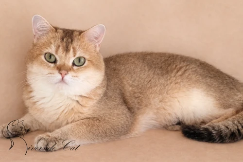 Brit macska - Black Golden Shaded színnel