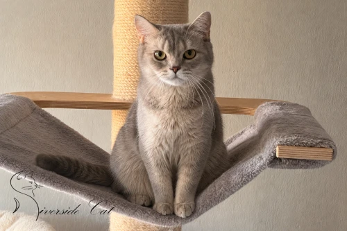 Skót állófülű macska - Blue Golden Ticked Tabby színnel