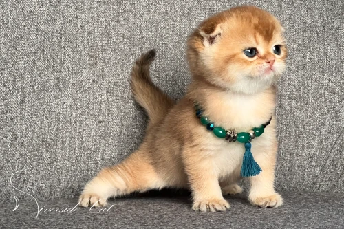 Skót lógófülű macska - Chocolate Golden Shaded színnel