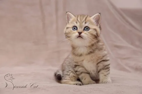 Brit macska - Black Golden Spotted Tabby színnel