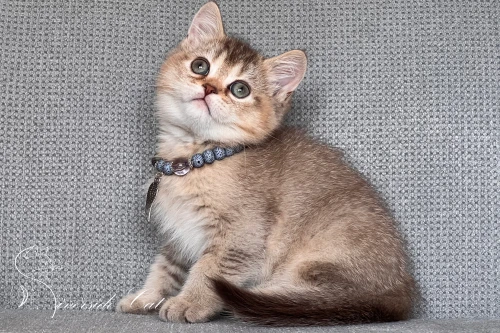 Skót állófülű macska - Chocolate Ticked Tabby színnel