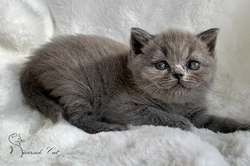 Brit macska - Blue színnel