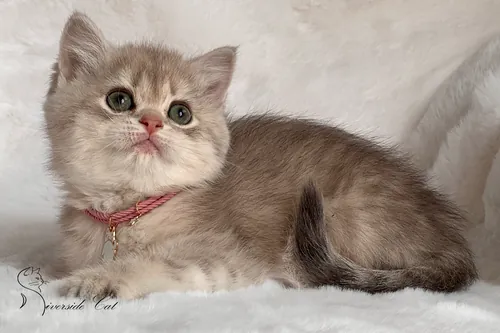 Brit macska - Blue Golden Mackerel Tabby színnel