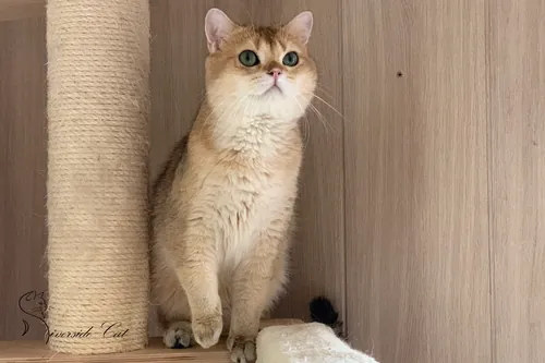 Brit macska - Black Golden Shaded színnel