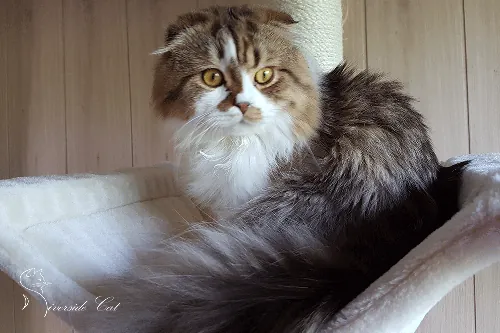 macska - Chocolate Van Spotted Tabby színnel