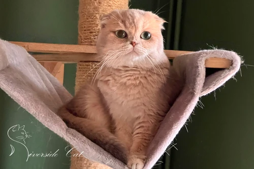 Skót lógófülű macska - Lilac Golden Shaded színnel