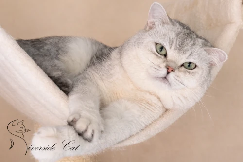 Brit macska - Black Silver Shaded színnel