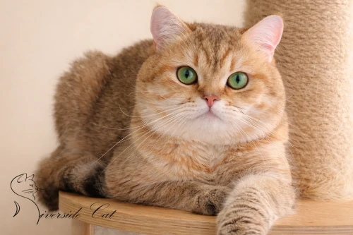 Skót állófülű macska - Black Golden Mackerel Tabby színnel