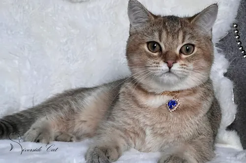 Brit macska - Black Golden Ticked Tabby színnel